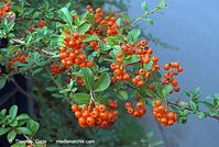 Dateiname=Flora-Strauch-Weissdorn-20070804-09.jpg
Dateigröße=209KB
Abmessungen: 720x484
hinzugefügt am: 01. April 2014 Flora-Strauch-Weissdorn-20070804-09.jpg