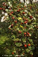 Dateiname=Flora-Strauch-Weissdorn-20071003-035.jpg
Dateigröße=204KB
Abmessungen: 484x720
hinzugefügt am: 01. April 2014 Flora-Strauch-Weissdorn-20071003-035.jpg