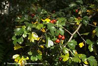 Dateiname=Flora-Strauch-Weissdorn-20071003-037.jpg
Dateigröße=208KB
Abmessungen: 720x484
hinzugefügt am: 01. April 2014 Flora-Strauch-Weissdorn-20071003-037.jpg