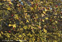 Dateiname=Flora-Strauch-Weissdorn-20071028-024.jpg
Dateigröße=261KB
Abmessungen: 720x484
hinzugefügt am: 01. April 2014 Flora-Strauch-Weissdorn-20071028-024.jpg