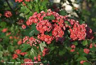 Dateiname=Flora-Strauch-Weissdorn-20080511-040.jpg
Dateigröße=211KB
Abmessungen: 720x484
hinzugefügt am: 01. April 2014 Flora-Strauch-Weissdorn-20080511-040.jpg