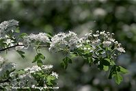 Flora-Strauch-Weissdorn-20090501-31.jpg