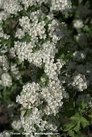 Flora-Strauch-Weissdorn-20090501-32.jpg