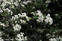 Flora-Strauch-Weissdorn-20090501-33.jpg