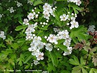 Flora-Strauch-Weissdorne-20110428-16.jpg