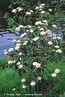 Flora-Strauch-Wolliger-Schneeball-200205-30.jpg