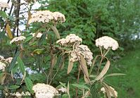 Flora-Strauch-Wolliger-Schneeball-200205-31.jpg