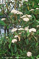 Flora-Strauch-Wolliger-Schneeball-200205-32.jpg