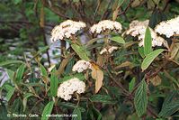 Flora-Strauch-Wolliger-Schneeball-200205-33.jpg