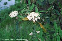 Flora-Strauch-Wolliger-Schneeball-200205-34.jpg