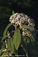 Flora-Strauch-Wolliger-Schneeball-20050515-36.jpg
