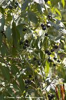 Flora-Strauch-Zaunruebe-20060814-07.jpg