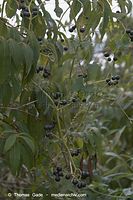 Flora-Strauch-Zaunruebe-20060821-01.jpg