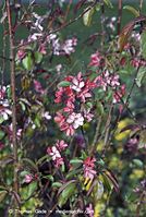 Flora-Strauch-Zierapfel-20070422-60.jpg