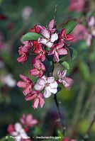 Flora-Strauch-Zierapfel-20070422-61.jpg