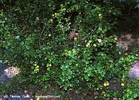Flora-Strauch-Zierquitte-200108-11.jpg