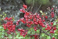 Flora-Strauch-Zierquitte-20020420-03.jpg