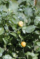 Flora-Strauch-Zierquitte-200208-95.jpg