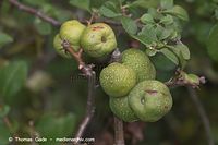 Flora-Strauch-Zierquitte-20050814-10.jpg