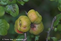 Flora-Strauch-Zierquitte-20050814-11.jpg