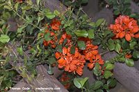 Flora-Strauch-Zierquitte-20060514-002.jpg