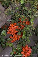 Flora-Strauch-Zierquitte-20060514-23.jpg