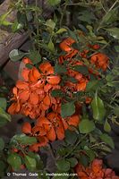 Flora-Strauch-Zierquitte-20060514-24.jpg
