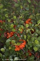 Flora-Strauch-Zierquitte-20060514-25.jpg