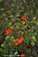 Flora-Strauch-Zierquitte-20060514-26.jpg