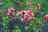 Flora-Strauch-Zierquitte-20070407-024.jpg
