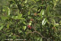 Flora-Strauch-Zierquitte-20070429-15.jpg