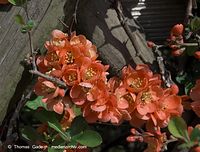 Flora-Strauch-Zierquitte-20090413-17.jpg