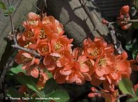 Flora-Strauch-Zierquitte-20090413-18.jpg
