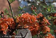Flora-Strauch-Zierquitte-20090413-19.jpg