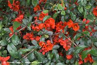Dateiname=Flora-Strauch-Zierquitte-20100505-16.jpg
Dateigröße=252KB
Abmessungen: 720x481
hinzugefügt am: 02. April 2014 Flora-Strauch-Zierquitte-20100505-16.jpg