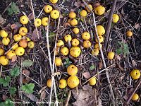 Flora-Strauch-Zierquitten-20091129-23.jpg