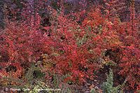 Flora-Strauch-Zwergmispel-20061008-40.jpg