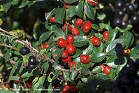 Flora-Strauch-Zwergmispeln-20101010-57.jpg