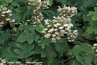 Flora-Strauch-eichenblaettrige-Hortensie-20090726-50.jpg
