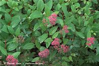 Flora-Strauch-japanischer-Spierstrauch-20090531-90.jpg
