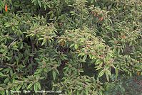 Flora-Strauch-weidenblaettrige-Zwergmispel-20070517-50.jpg