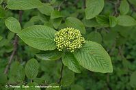 Flora-Strauch-wolliger-Schneeball-20140404-135.jpg