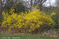 Strauch-Forsythie-20140322-124.jpg