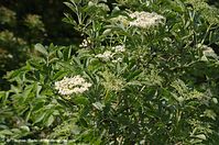 Strauch-Holunder-20140507-117.jpg