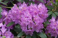 Strauch-Rhododendron-20140524-100.jpg