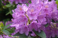 Strauch-Rhododendron-20140524-102.jpg