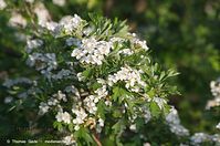Strauch-Weissdorn-20140507-114.jpg