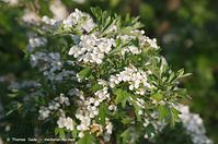 Strauch-Weissdorn-20140507-115.jpg