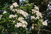 Strauch-Weissdorn-20140507-118.jpg