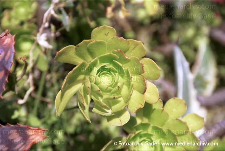 Aeonium percarneum  Dickblattgewächs (Crassulaceae)
Februar 2002.  Spanien. Andalusien. Flora. Pflanzen. Sukkulenten. Aeonium percarneum  Dickblattgewächs (Crassulaceae)
Schlüsselwörter: 2002;Aeonium percarneum;Crassulaceae;Dickblattgewächs;Flora;Natur;Pflanzen;plants;Spanien;Sukkulenten